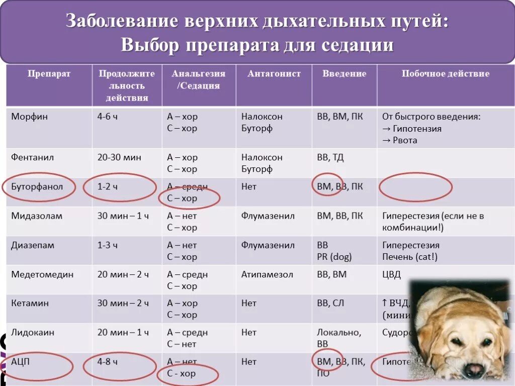 Антибиотики при заболеваниях верхних дыхательных. Лекарства инфекция верхних дыхательных путей. Антибиотик от заболевания верхних дыхательных путей. Антибиотики при инфекции дыхательных путей. Антибиотики при инфекции верхних дыхательных путей у детей.