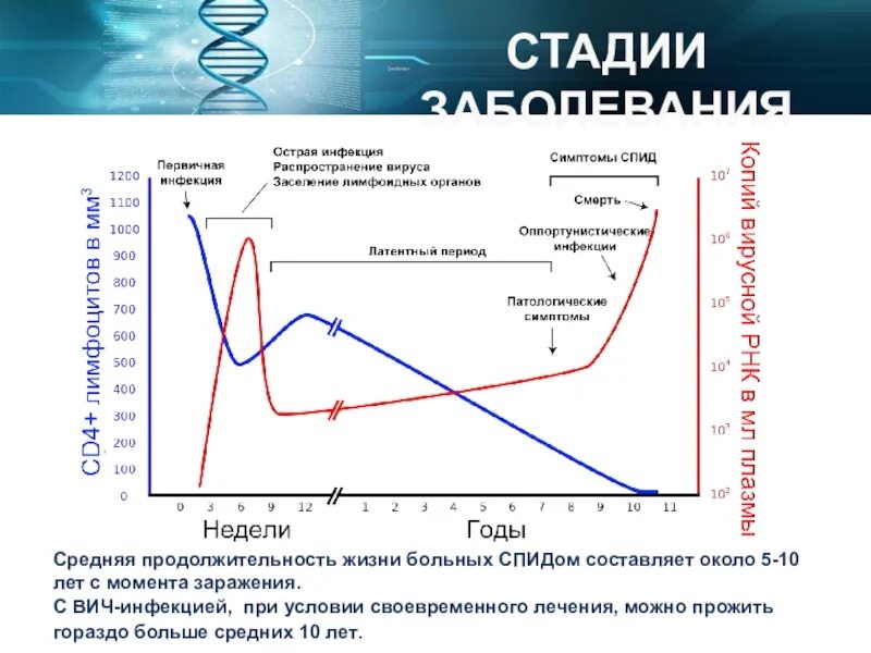 Сколько живут вич инфицированные. Продолжительность жизни со СПИДОМ. Продолжительность жизни больного СПИДОМ. Продолжительность жизни свич. Острая стадия ВИЧ Продолжительность.