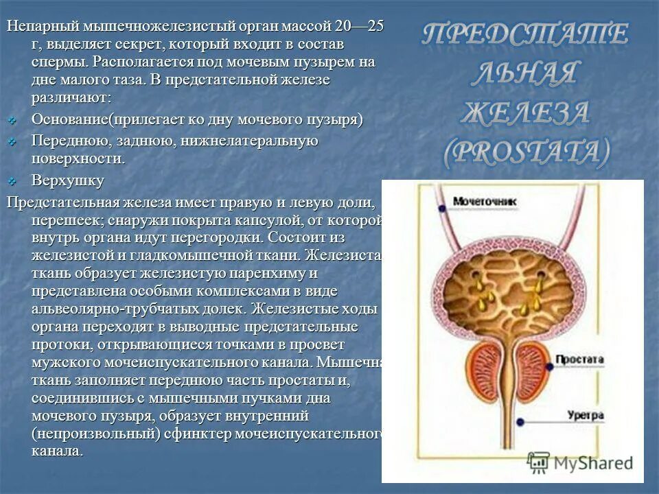 Наружный мочеиспускательный канал. Доли предстательной железы анатомия. Спереди предстательная железа прилежит к. Мочевой пузырь предстательная железа анатомия. Верхушка предстательной железы направлена.