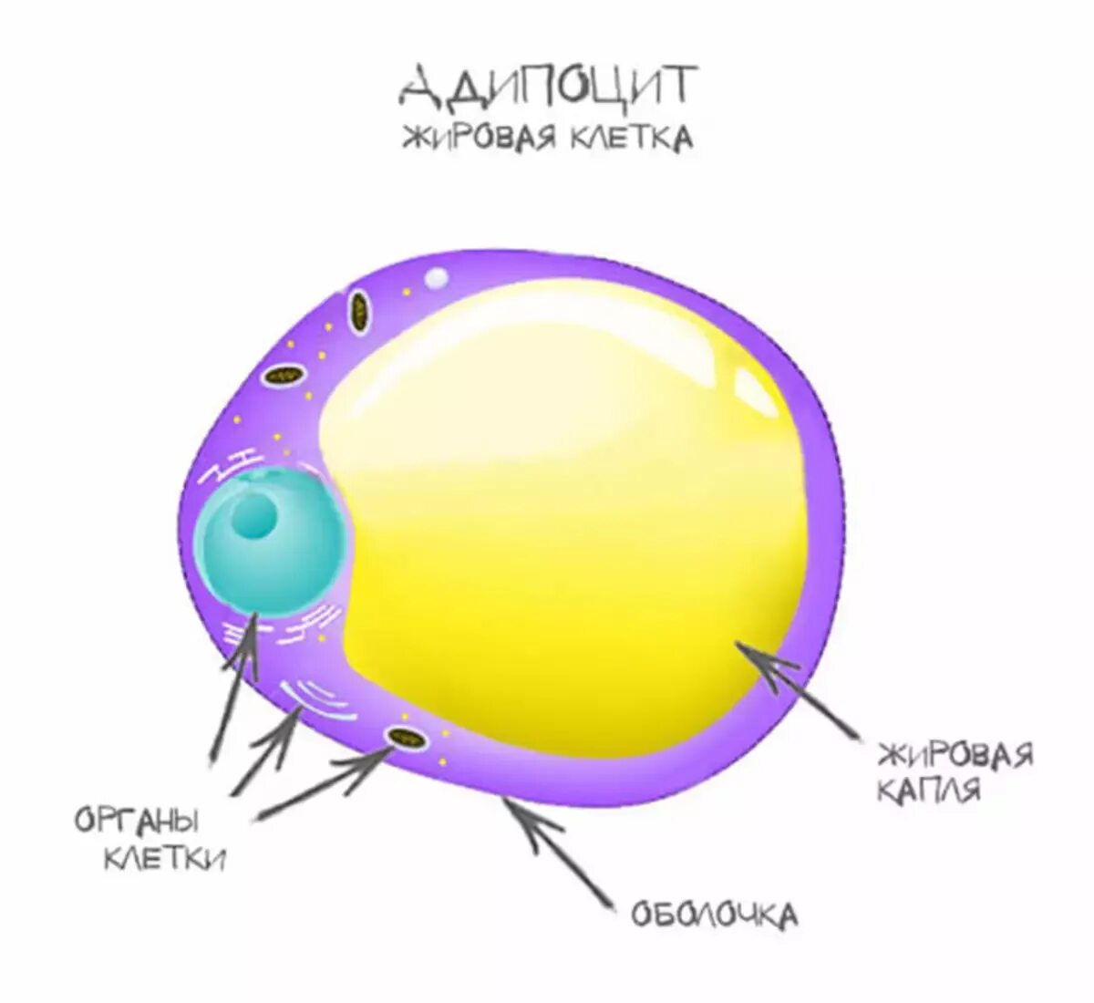 Липоциты. Строение жировой клетки адипоцита. Жировая клетка адипоцит. Жировая клетка строение. Жировые клетки адипоциты.