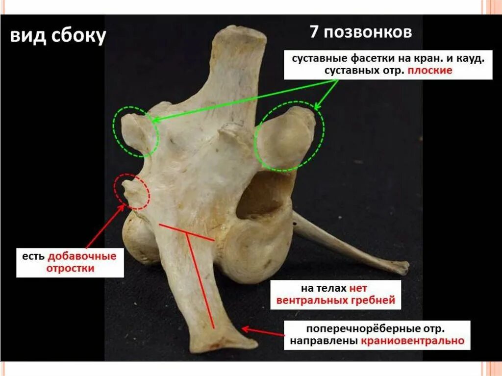 Особенности позвоночника собаки. 7 Позвонок шейного отдела КРС. Поясничный позвонок крупного рогатого скота. Строение поясничного позвонка КРС. Строение типичного позвонка Ветеринария.