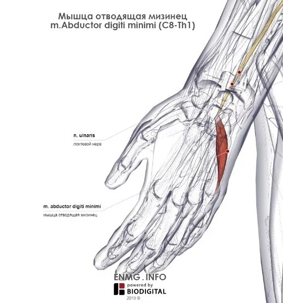 Мышца отводящая мизинец. Мышца отводящая мизинец. Мышца противопоставляющая мизинец функции. Длинная мышца отводящая мизинец кисти. Мышцы мизинца кисти.