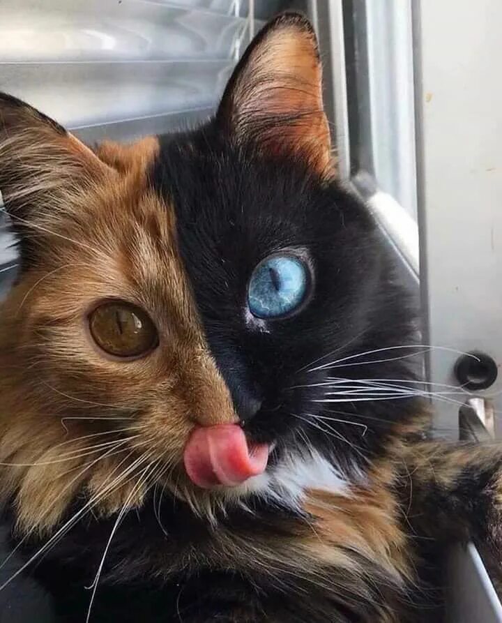 Самых смешных кошечек