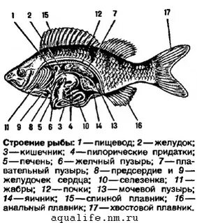 Биология 7 класс внутреннее строение рыбы таблица