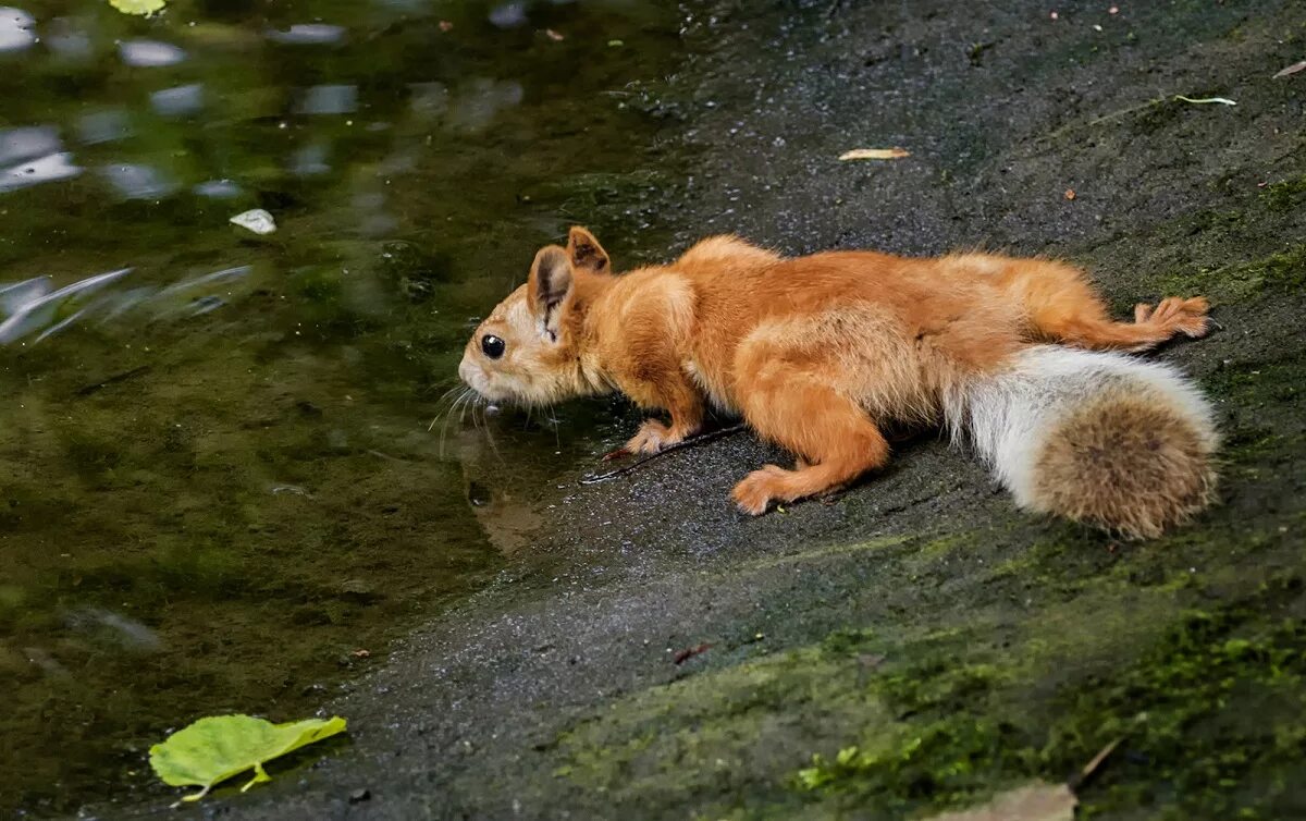 Белки белки воды воды. Белочка пьет воду. Белка под водой. Белка на озере. Звери на водопое.