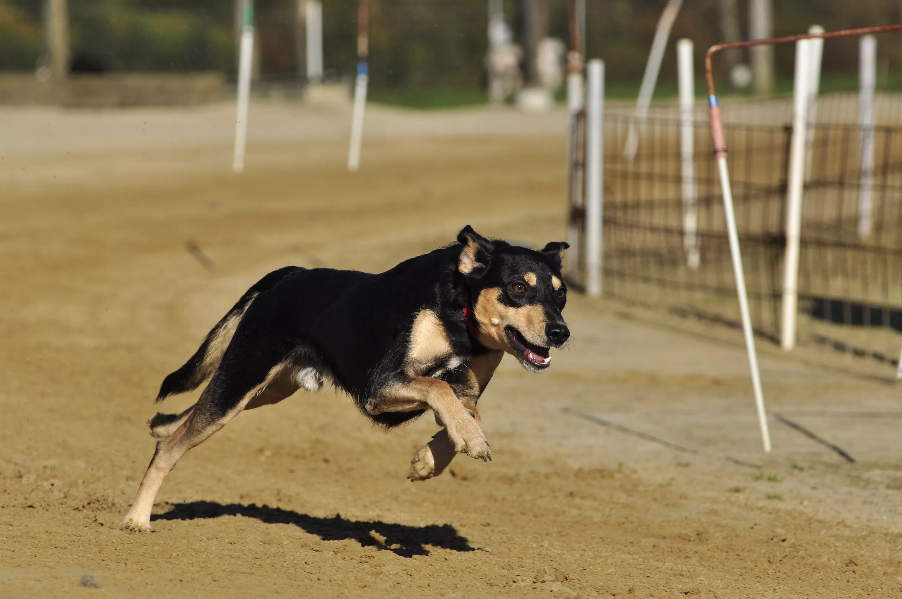 Собака бежит. Дворняга бежит. Бег с собакой. Щенок бежит. Run like dog