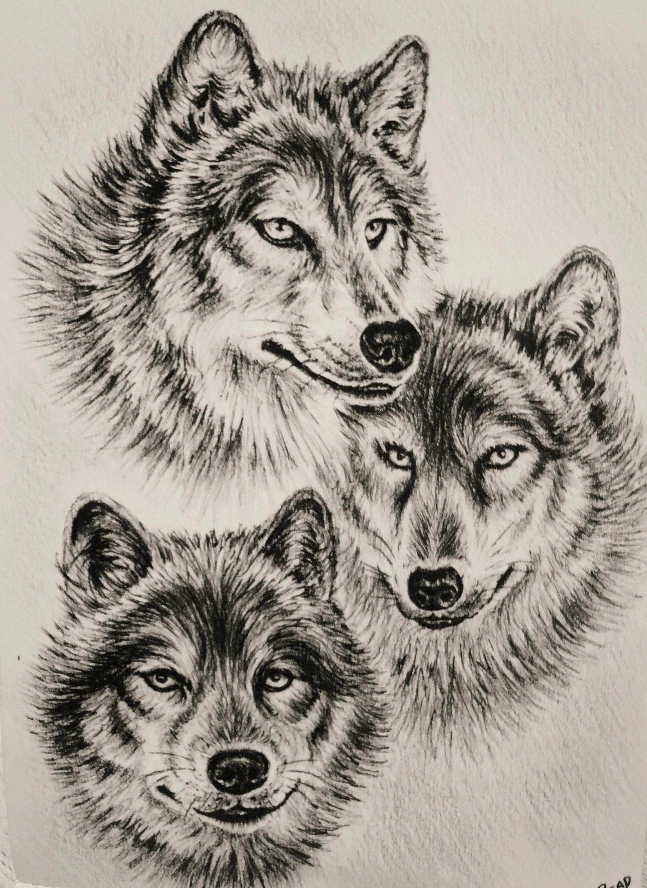 таты волк волчонок волчица. таты волк волчонок волчица. тату волчица с волчатами. волчья семья. волчья семья с волчатами.