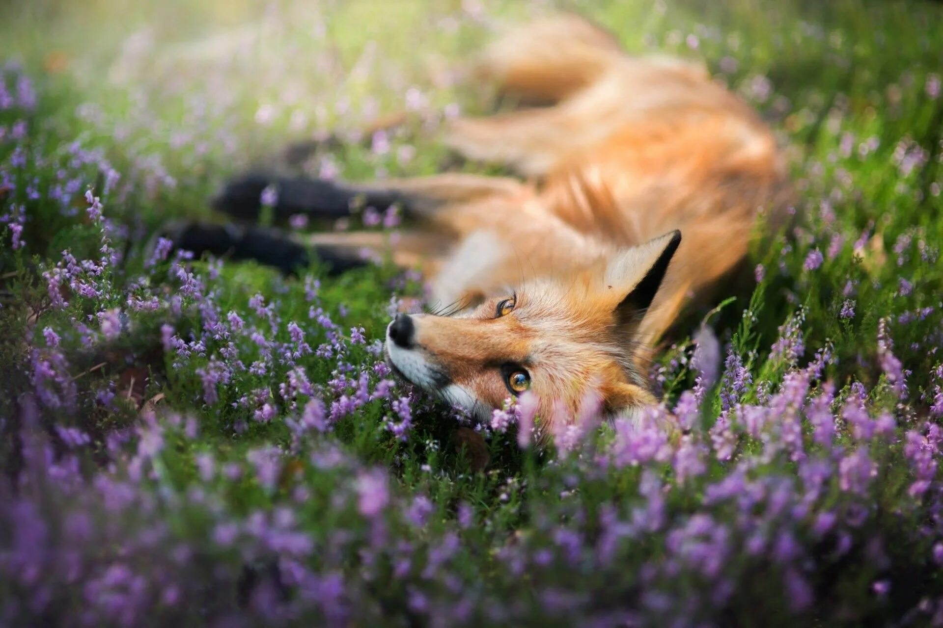 Весенняя лиса. Красивая лиса. Животные весной. Flower foxes