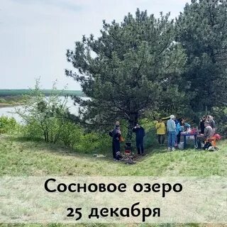 Сосны на донбассе книга
