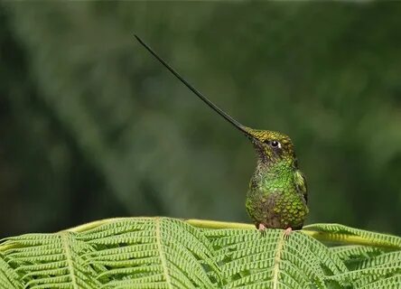 Re birds
