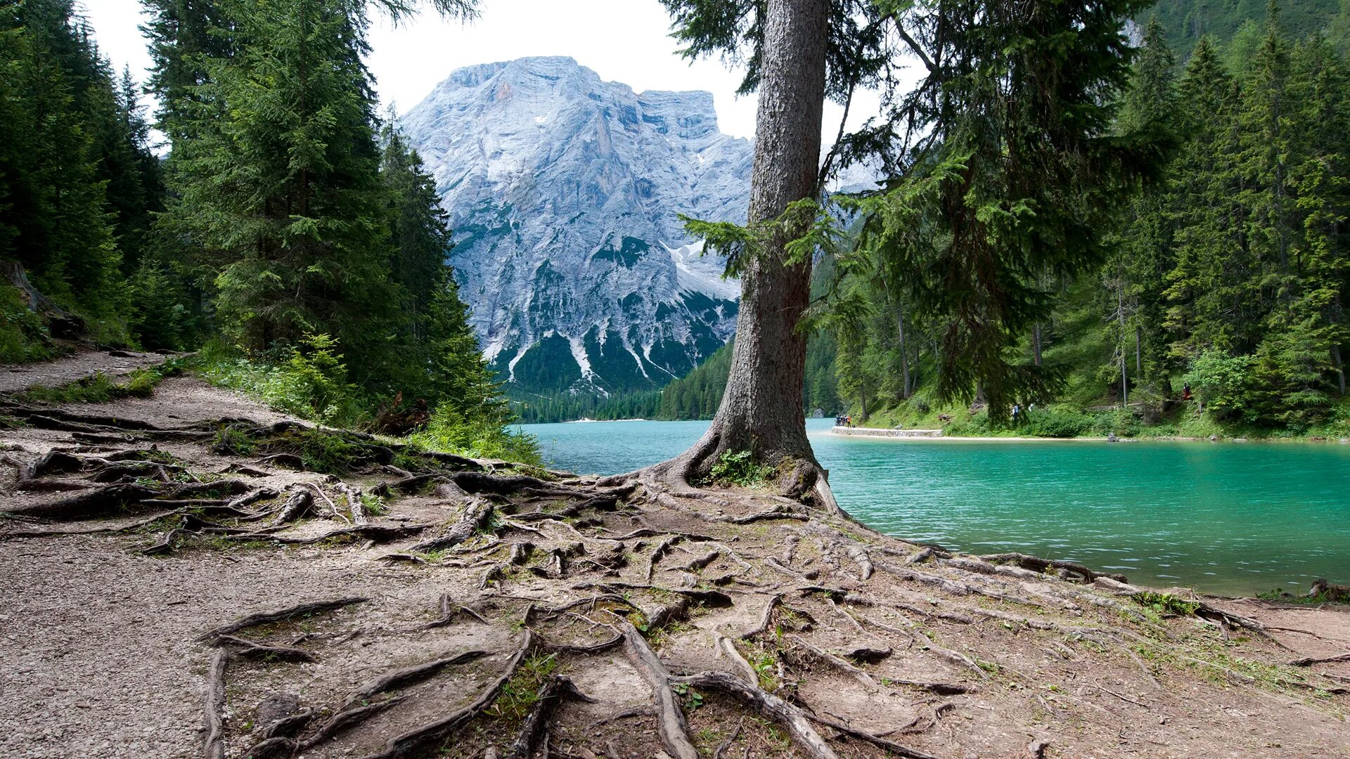 Nature search