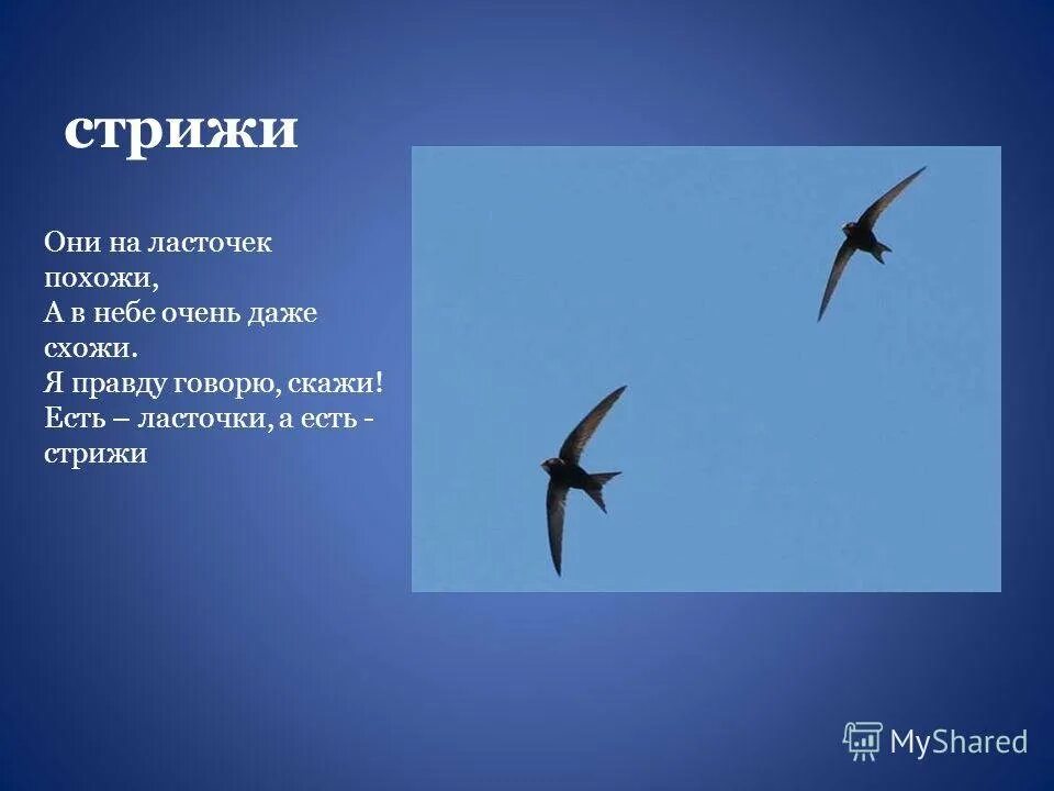 Картинки стрижа и ласточки. Стриж и ласточка. перелетные птицы стрижи и ласточки. стриж похож на ласточку. птица похожая на стрижа и ласточку.
