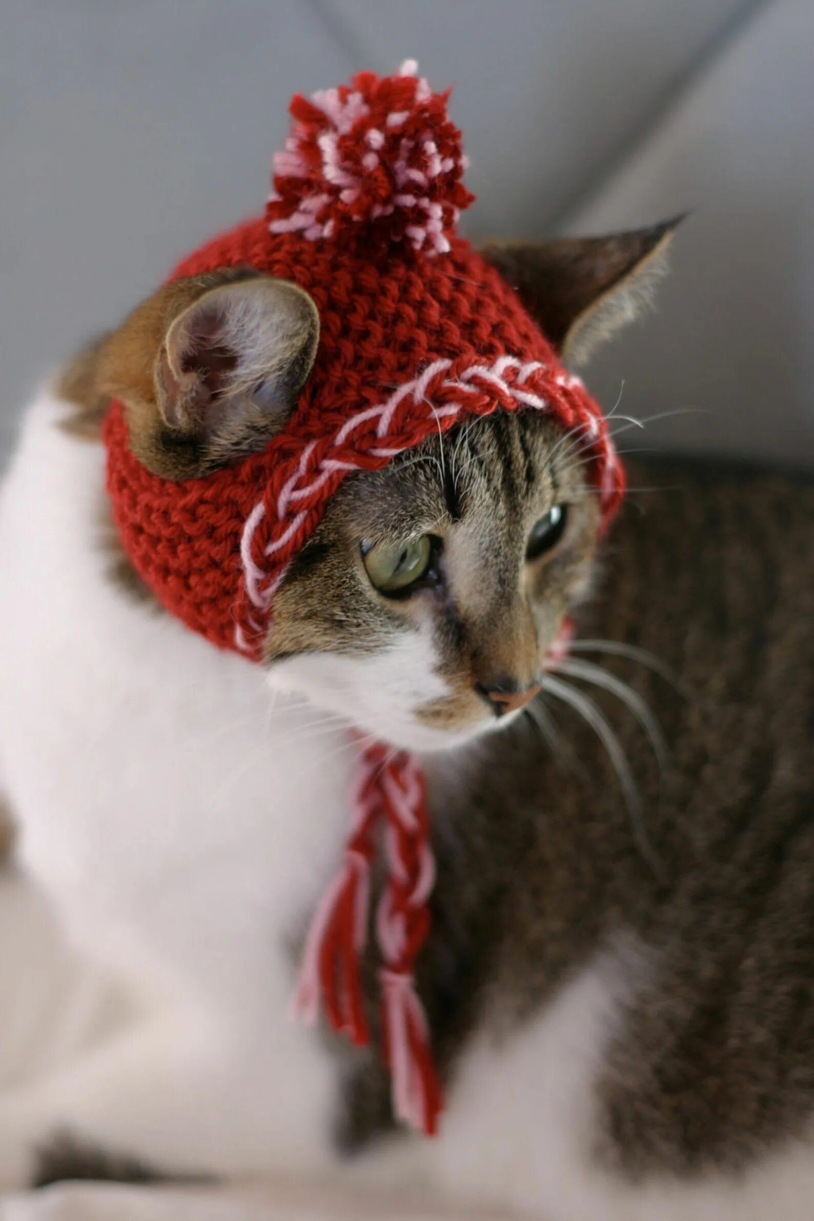 Как связать шапку коту