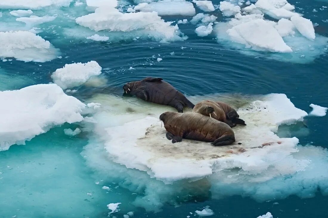 Остров Олений Карское море. Нерпа Карское море. Морж Северного Ледовитого океана. Моржи, тюлени, нерпы Арктика.