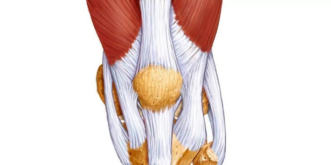 Сухожилие животных. Суставы связки сухожилия. Сухожилия колена. Мышцы колена. Колено связки и сухожилия.