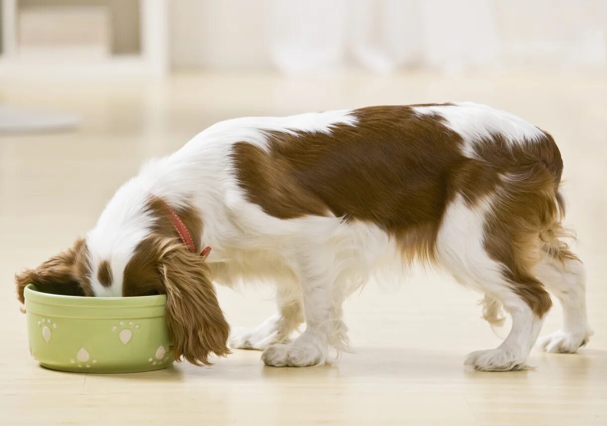 Feed your dog