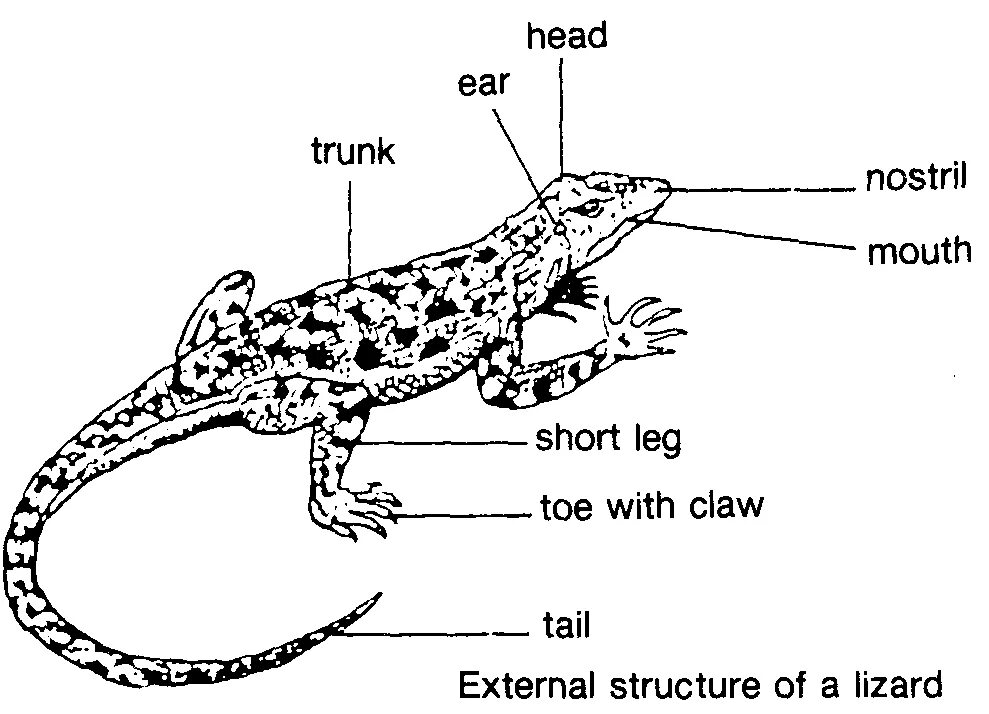 Анатомия ящерицы. Внутреннее строение ящерицы. Английский язык Lizard. Внешнее строение ящерицы.