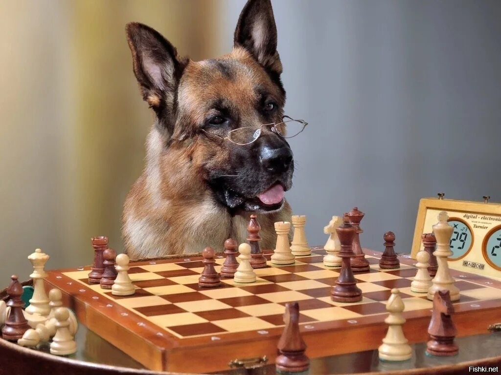 Играть в навык животных