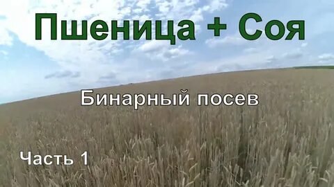 Бинарные посевы