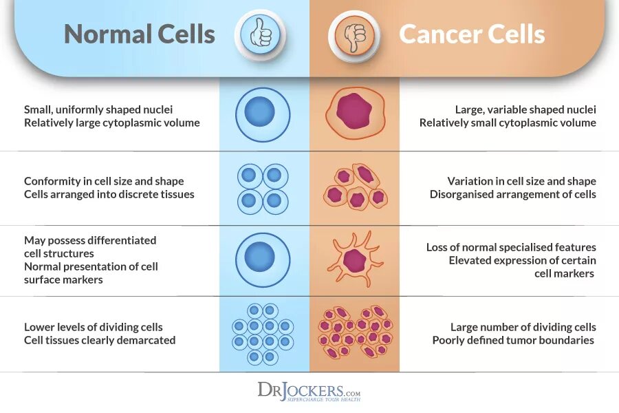 Different cells. Cancer cell and normal cell. differences between cancer cells and normal cells. in-cell дисплей что это. normal cell vs cancer mutant cell.