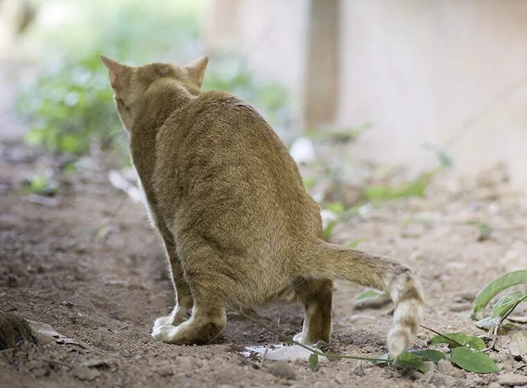 Кошка мало мочится