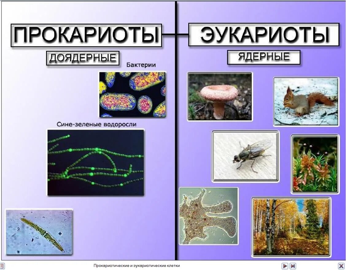 Понятие об организме биология 5. Понятие об организме биология 5