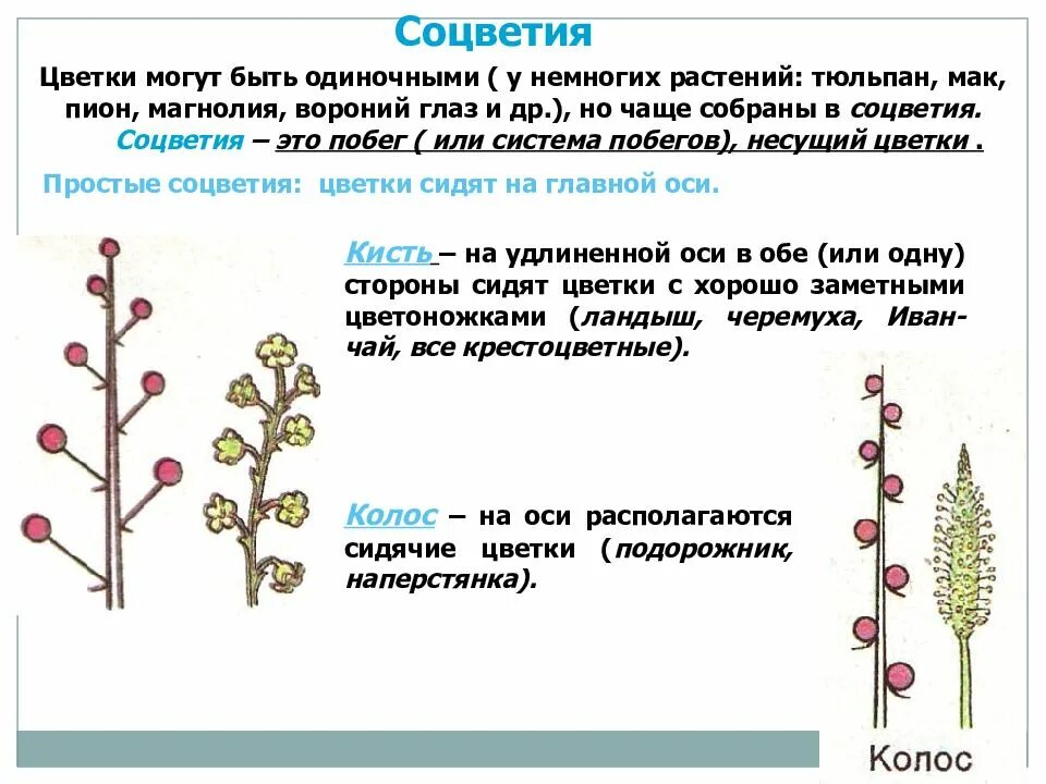 Сидячие цветки. Синквейн соцветие. Синквейн на тему соцветия. На главной оси располагаются одиночные цветки. Из какой почки появляется соцветие