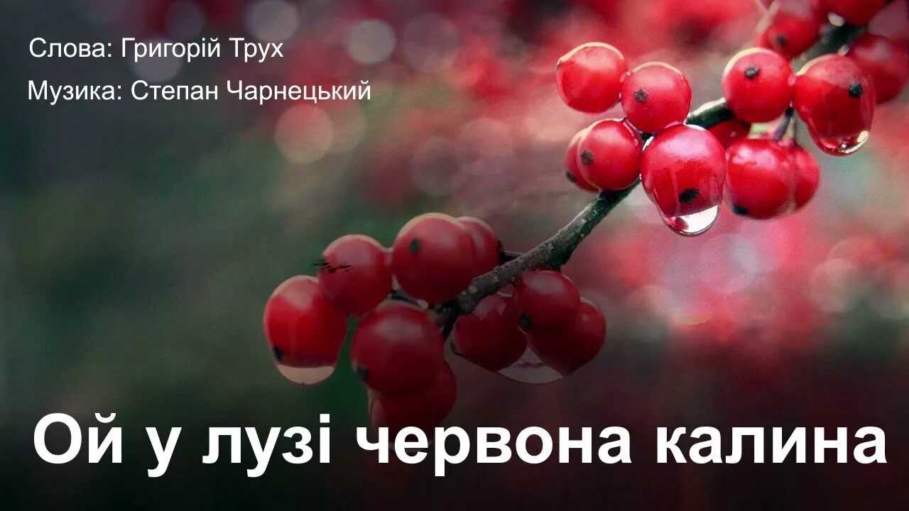 Лузи червона калина текст. Ой у лузі червона калина. червона калина. ой у лузи черона калына. ойёлузи червона калина.