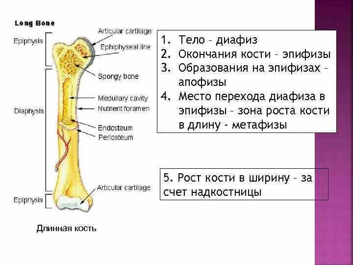 Что образуют трубчатые кости. Эпифиз большеберцовой кости анатомия. Проксимальный эпифиз большеберцовой кости анатомия. Дистальный эпифиз большеберцовой кости. Трубчатая кость метафиз.