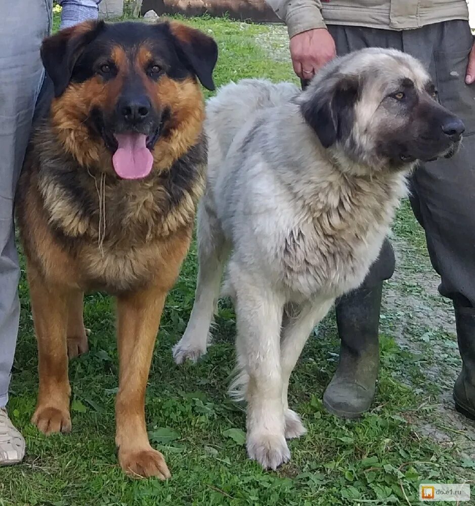 Кавказская овчарка смесь. Кавказская овчарка кучум. Метис алабая и кавказской овчарки. Помесь кавказской овчарки. Метис кавказской овчарки.
