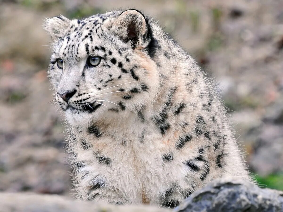 Белый отшельник. Снежный барс. Краснокнижные животные россии снежный барс. Белый барс ирбис. Животные из красной книги снежный барс ирбис.