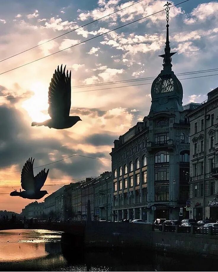 Городские птицы спб. Питерские птицы. Речные птицы в спб. Птицы питера. Птицы питера.