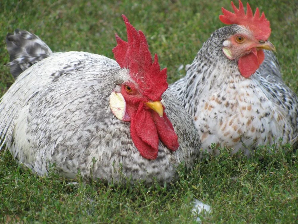 борковская барвистая. барковская барвистая порода. леггорн серебристый борковская. барковская барвистая порода цыплята. серебристый леггорн борковская барвистая.