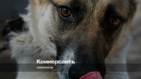 Собака отпусти