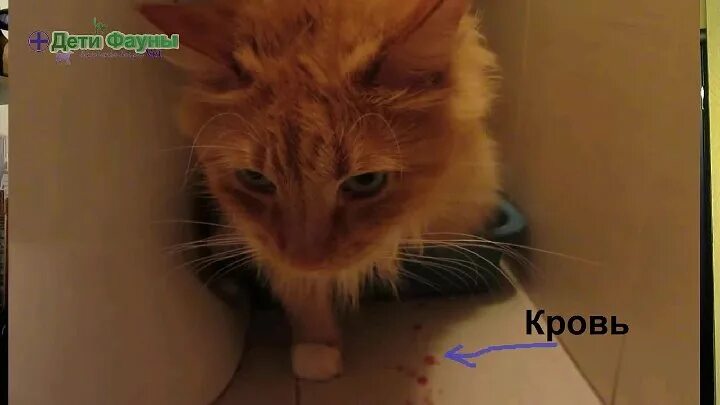 Мочится кровью что это. Кот писает кровью фото.