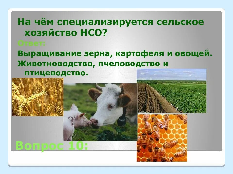 Характеристика скотоводства. Животноводство. Скотоводство районы выращивания. Скотоводство районы выращивания. Сельское хозяйство специализируется на.