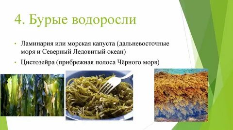 Каково значение донных водорослей в природе назовите