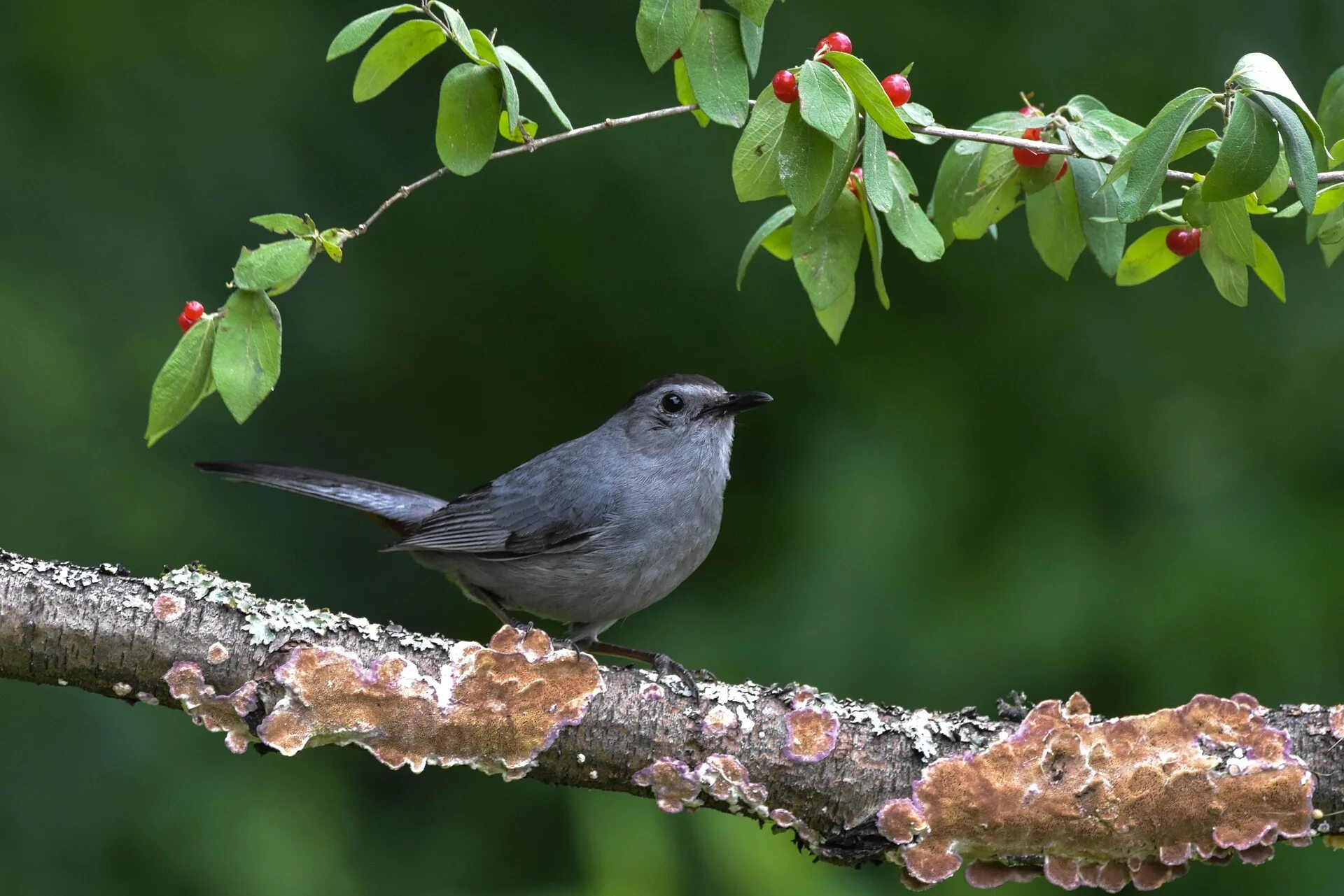 Catbird птица. Gray Catbird. Птица сидит на ветке. Птица боком.