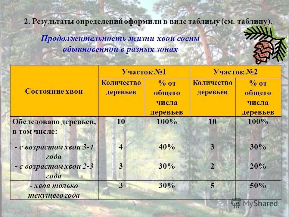 Срок жизни растения. Продолжительность жизни хвоинок. Продолжительность жизни хвоинок у сосны. Положительность жизни хвоинок у лиственницы. Ель Продолжительность жизни хвоинок.