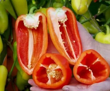 Лучшие перцы для урала