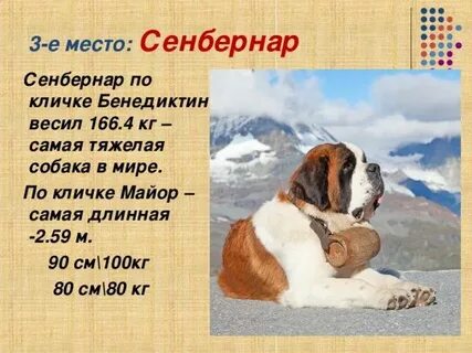 Собака 3 5 кг