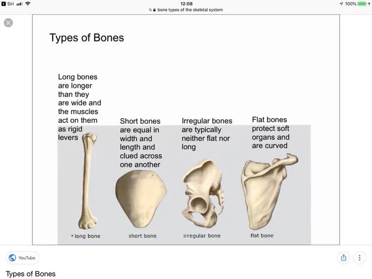 1968 bones. Bones example. Bones example. Bones example. 0 обложка.
