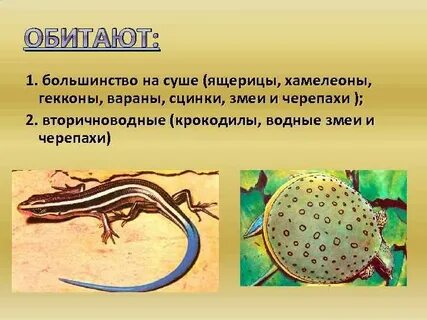 Особенности пресмыкающихся на суше
