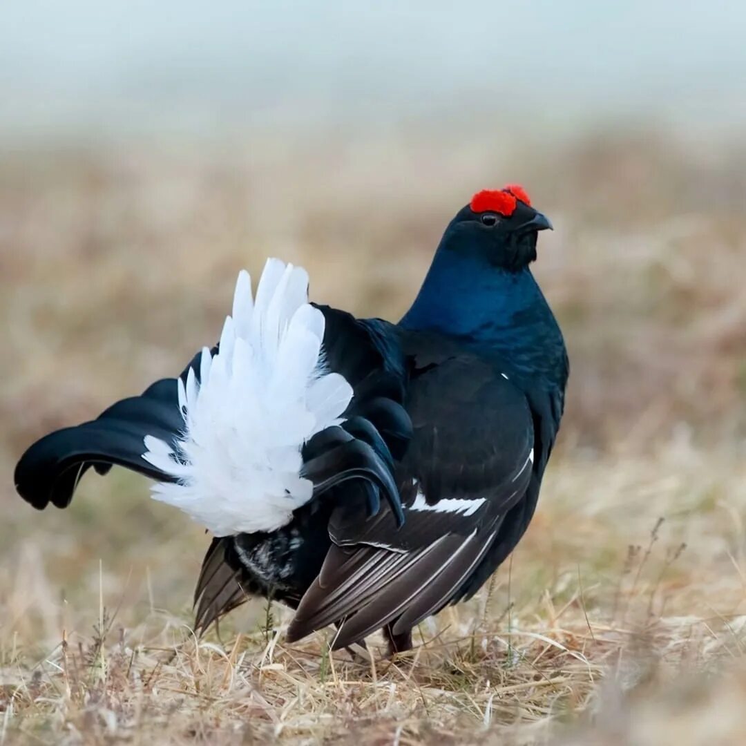 The Ornithology section. Field grouse or killer whale (Lyrurus tetrix) A common 