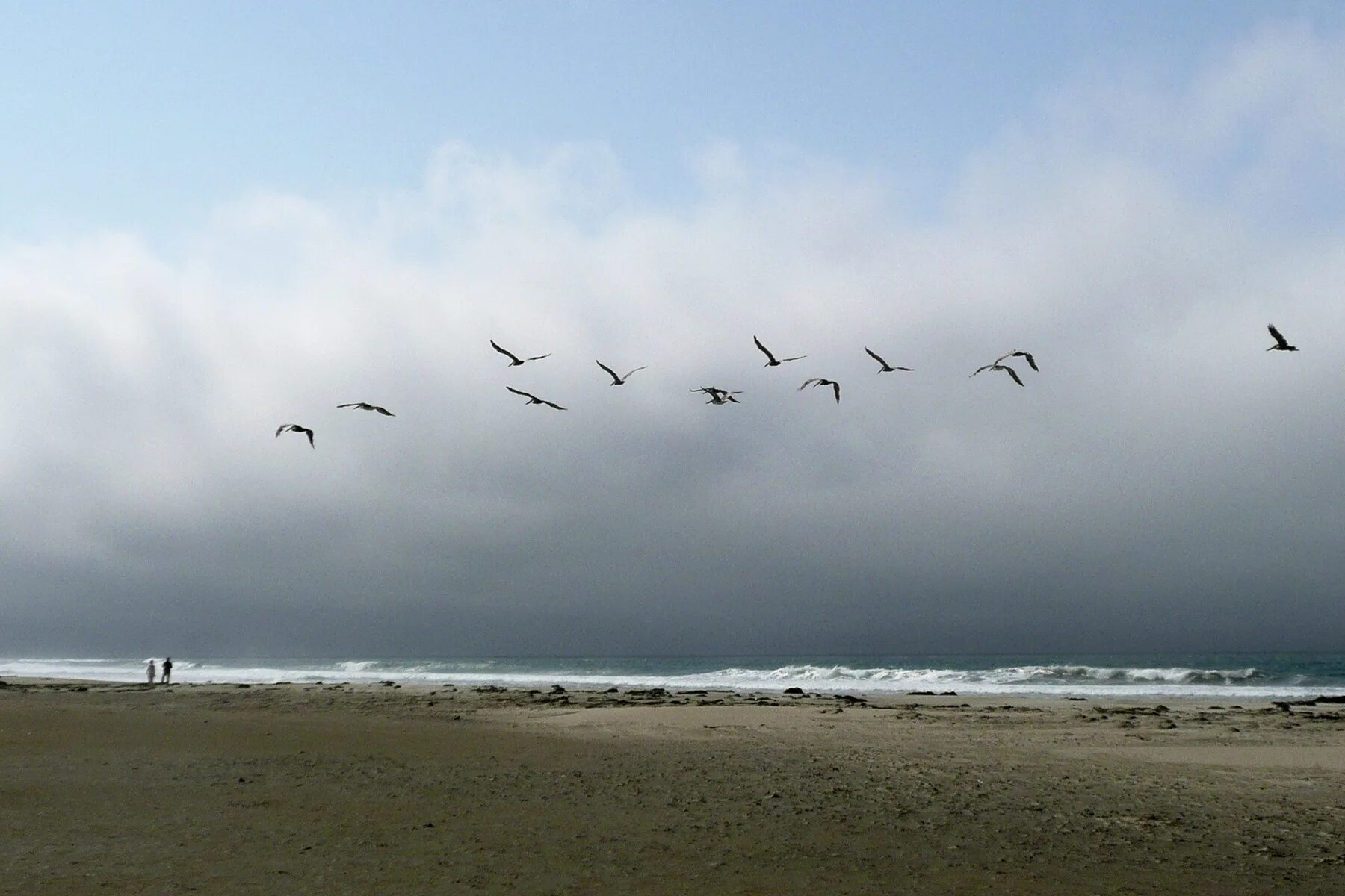 Птица ветра. Птицы на горизонте. Миграции птиц на побережье. Птицы море ветер природа.