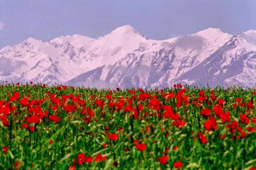 Киргизия в мае. Киргизия горы Тянь-Шань. Природа Киргизия Тянь-Шань. Предгорье Тянь-Шаня Киргизия. Тянь Шань природа Кыргызстан.