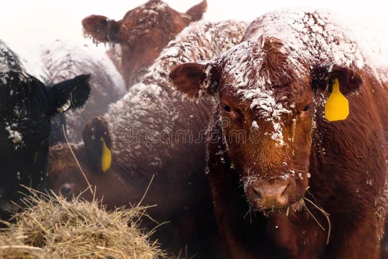 Год красной коровы. Кудрявый бык на ферме зимой. Коровам холодно зимой. Red Angus. Фото зима ред Ангус теленок.