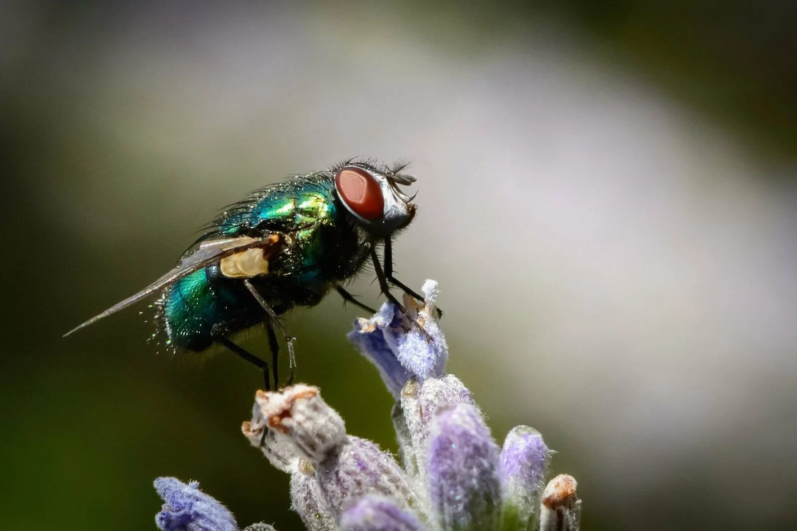 Fly green. Муха навозная зеленая. Муха Грин Флай. Муха Жук. Салатовая Муха.