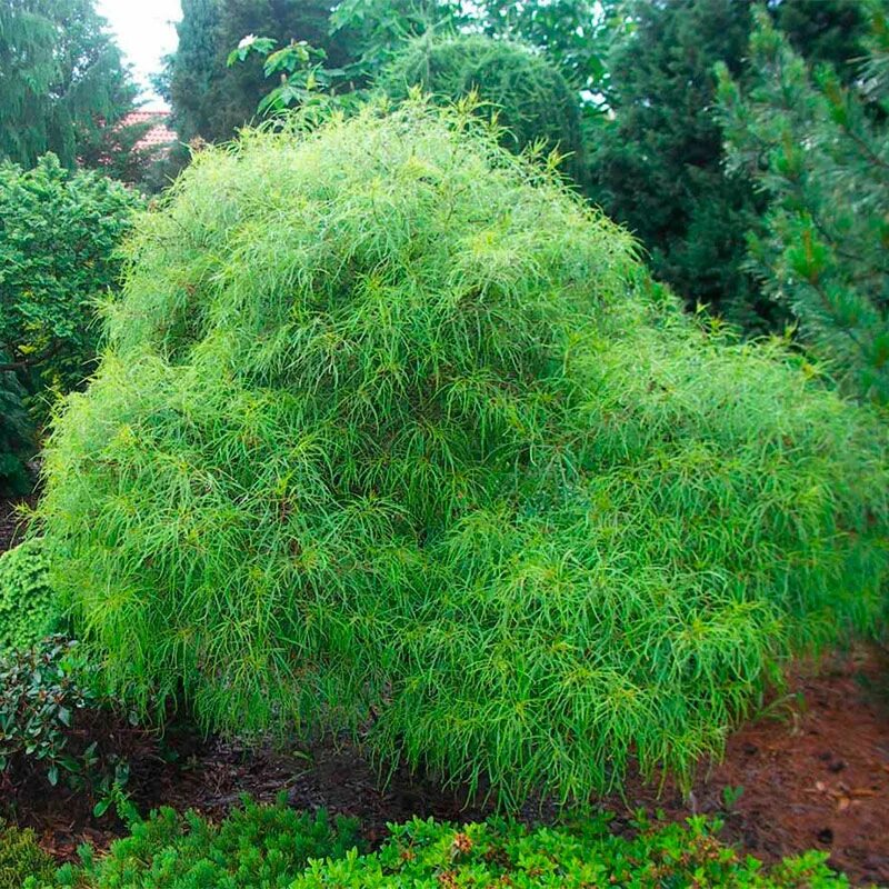 Kruszyna Pospolita ASPLENIFOLIA