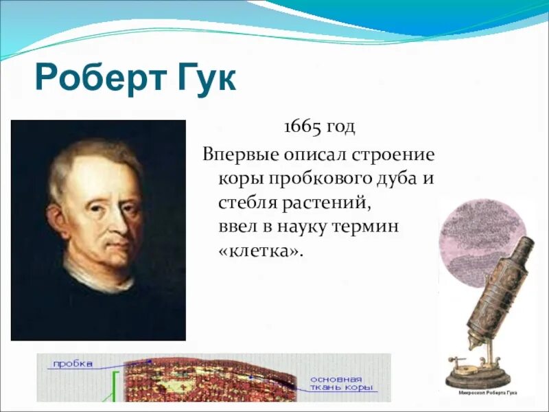 Гук ввел термин клетка. Гук ввел термин клетка